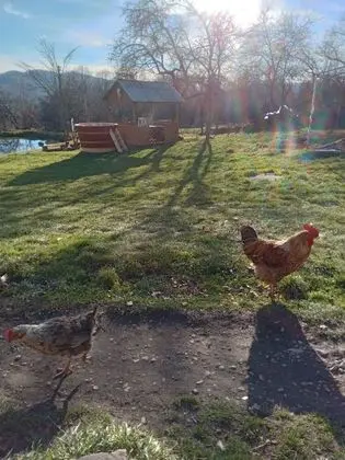 Oda, 1 Yatak Odası, Veranda