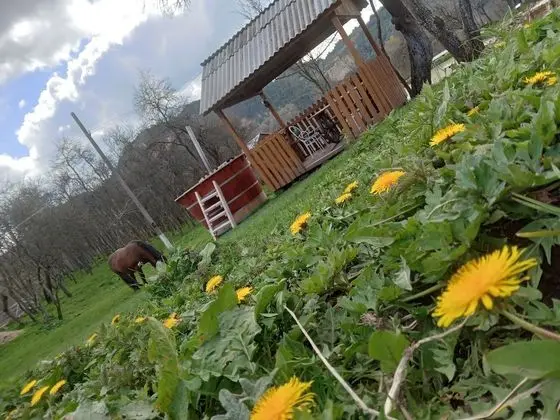 Oda, 1 Yatak Odası, Veranda