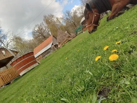 Oda, 1 Yatak Odası, Veranda