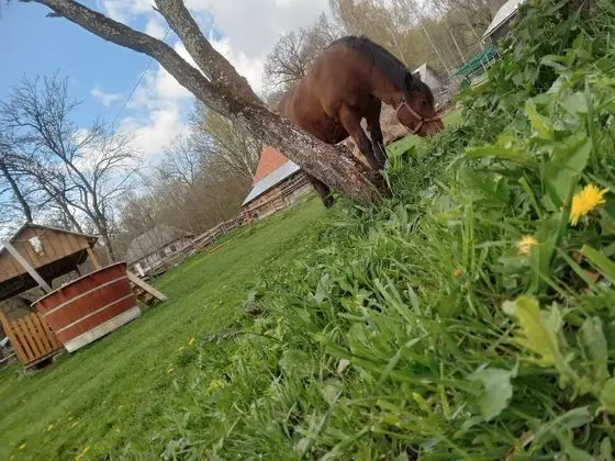 Oda, 1 Yatak Odası, Veranda