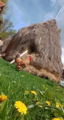 Oda, 1 Yatak Odası, Veranda