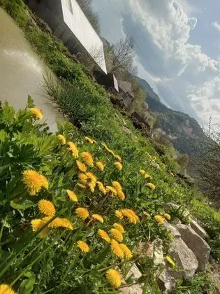 Oda, 1 Yatak Odası, Veranda