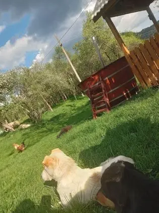 Oda, 1 Yatak Odası, Veranda