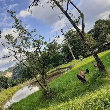 Oda, 1 Yatak Odası, Veranda