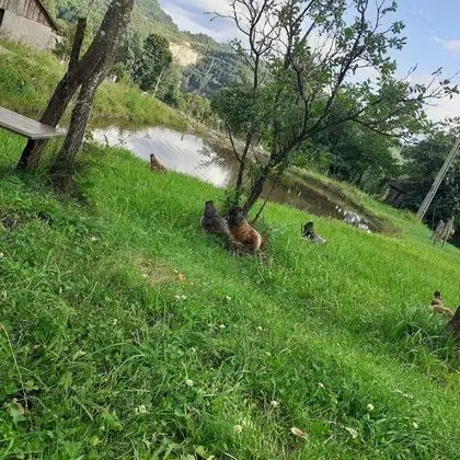 Oda, 1 Yatak Odası, Veranda