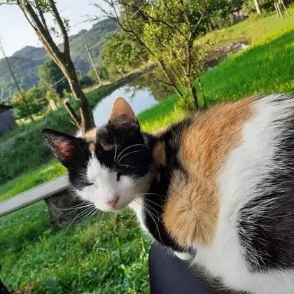 Oda, 1 Yatak Odası, Veranda