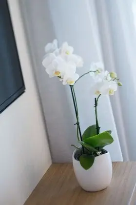 Luxury Stüdyo Süit