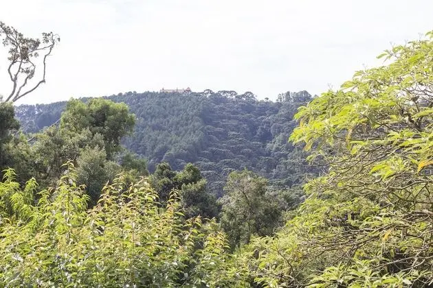 Superior Oda, 1 En Büyük (King) Boy Yatak