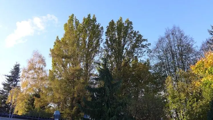 Comfort Tek Kişilik Oda, Park Manzaralı