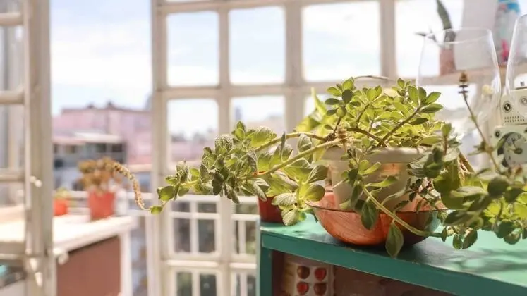 Apart Daire, 1 Yatak Odası, Balkon