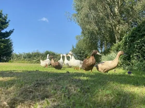 Kır Evi, 1 En Büyük (King) Boy Yatak