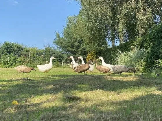 Kır Evi, 1 En Büyük (King) Boy Yatak