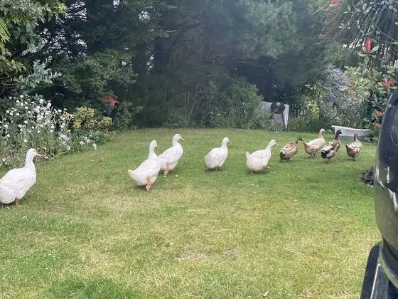 Kır Evi, 1 En Büyük (King) Boy Yatak