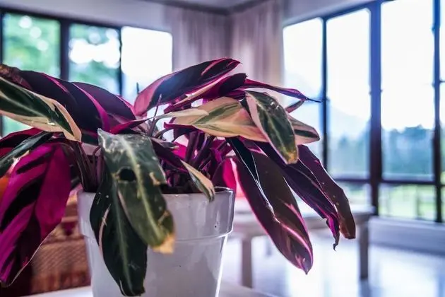 Family Kır Evi, 3 Yatak Odası, Dağ Manzaralı