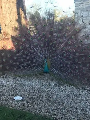 Standard Tek Büyük Yataklı Oda, Banyolu/Duşlu, Bahçe Manzaralı (Willow)