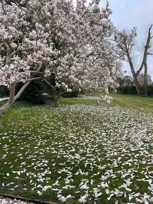 Superior Tek Büyük Yataklı Oda, Banyolu/Duşlu (4 Poster)