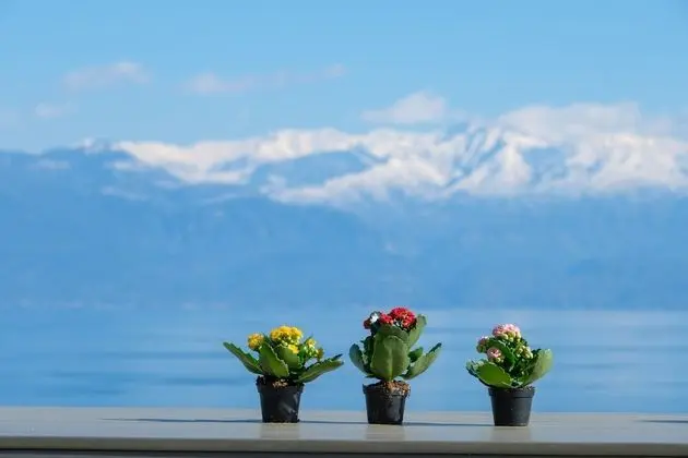 Deluxe Villa Residence
