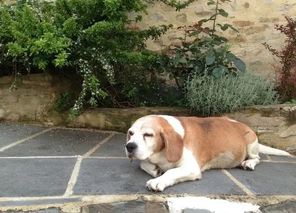 Villa, Birden Çok Yatak Odası, Şömine
