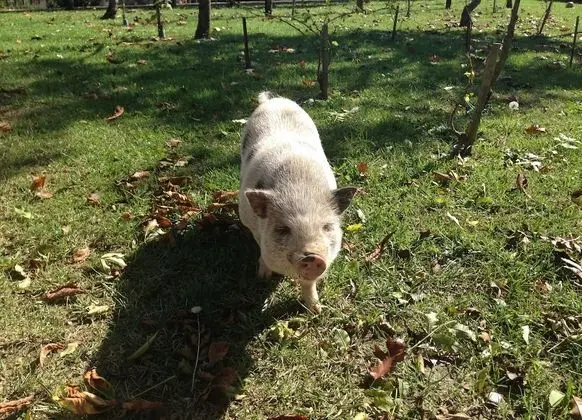 Villa, Birden Çok Yatak Odası, Şömine