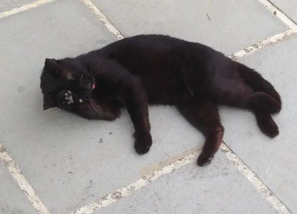 Villa, Birden Çok Yatak Odası, Şömine