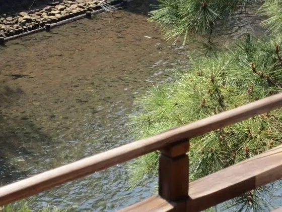 Bir Japon Şilteli, Nehir Manzaralı, Sigara İçilmeyen
