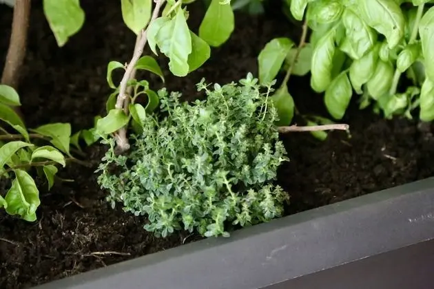 City Apart Daire (Blue)