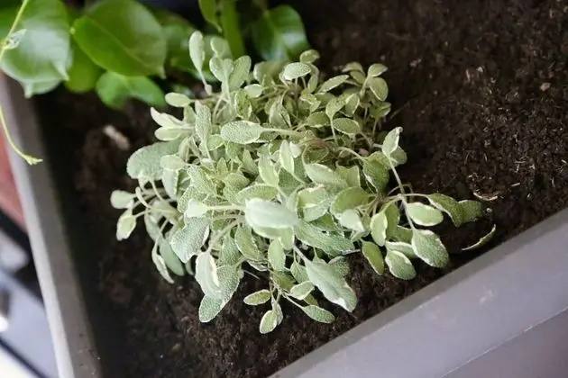 City Apart Daire (Red)