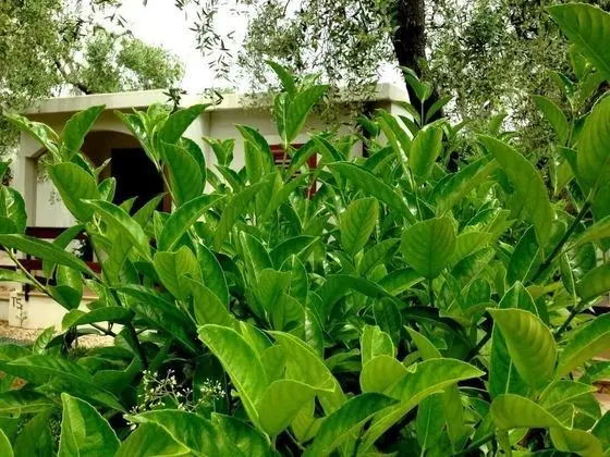 Ev, 2 Yatak Odası, Balkon