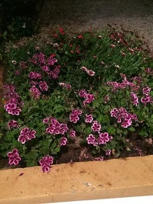 Çatı Katı (Loft), 2 Yatak Odası, Veranda
