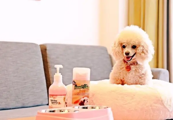 Süit, 2 Yatak Odası (1 additional Ondol Bed Pet Friendly)