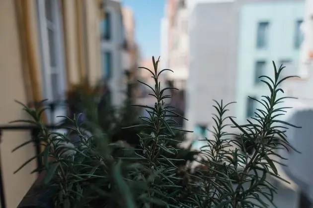 Superior Süit, Banyolu/Duşlu, Şehir Manzaralı