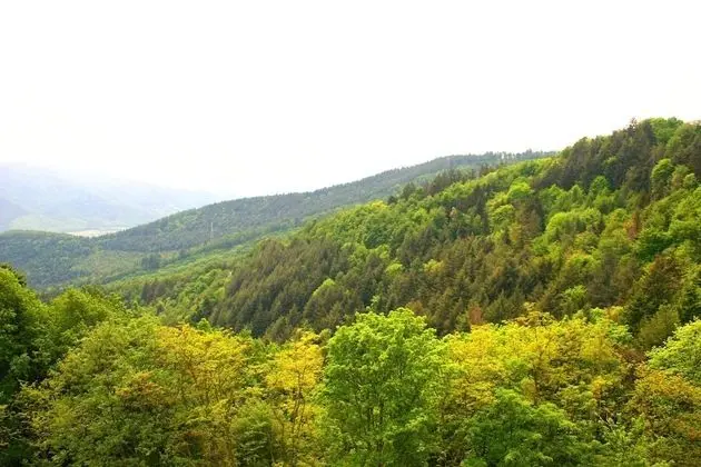 Standard Tek Büyük Yataklı Oda (Nord)