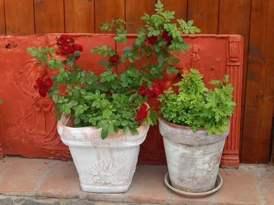 Bungalov, 2 Yatak Odası, Engellilere Uygun, Sigara İçilebilir