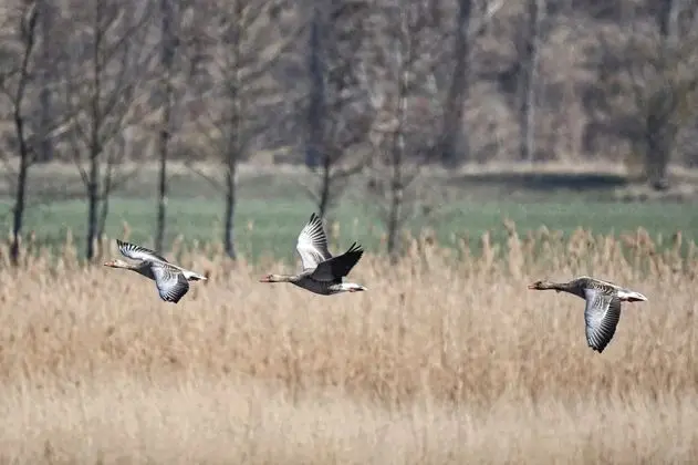 Ev, 2 Yatak Odası, Veranda