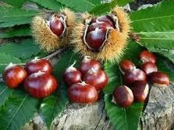 Dağ Evi, 1 Yatak Odası, Balkon