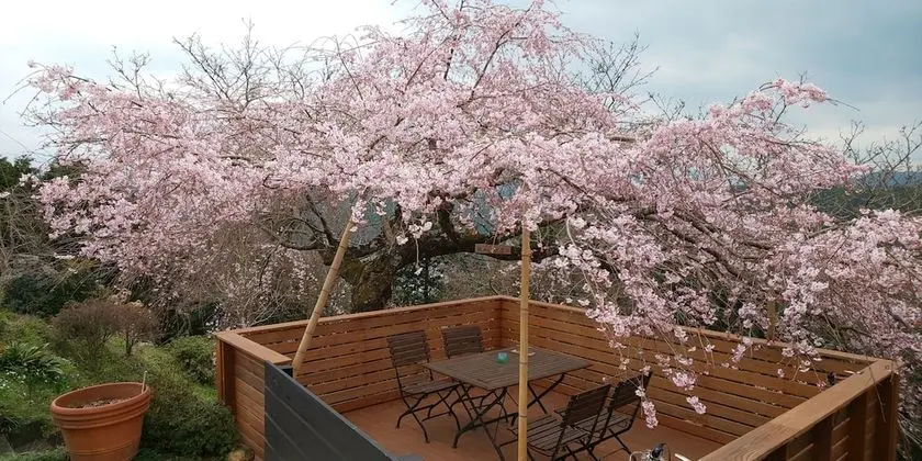 Traditional Oda (Japanese Style)