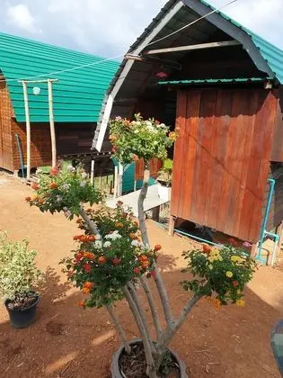 Bungalow