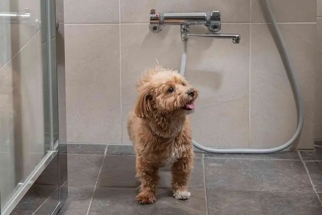 Deluxe Oda, 2 Tek Kişilik Yatak (Dog Friendly)