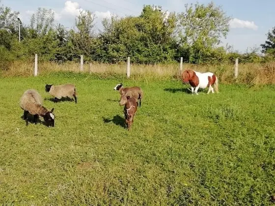 Villa, Sigara İçilebilir