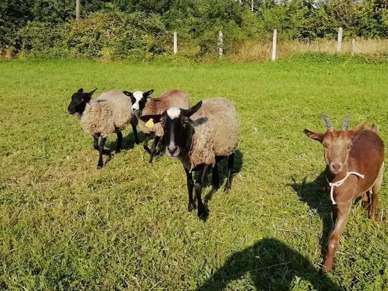 Villa, Sigara İçilebilir