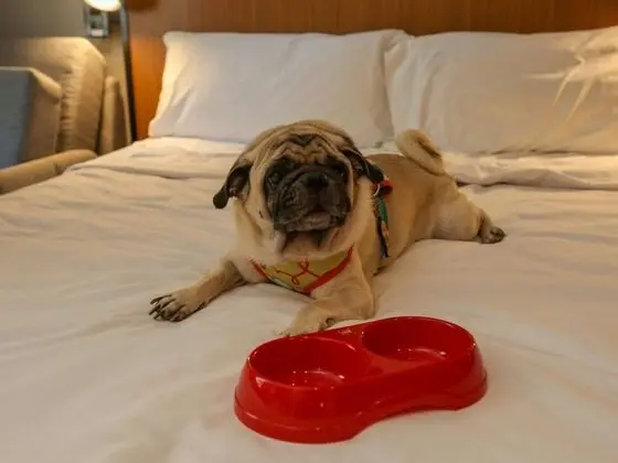 Standard Apart Daire, 1 Çift Kişilik Yatak