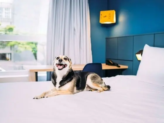 Standard Apart Daire, 1 Çift Kişilik Yatak