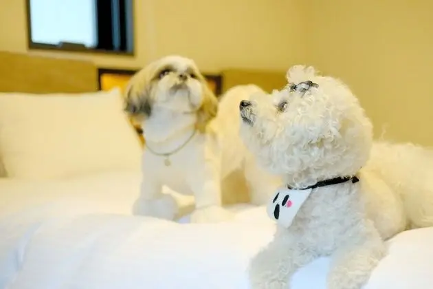 Tek Büyük Yataklı Oda, Sigara İçilmez (Dog friendly  for 1 dog, LateC/O noon)
