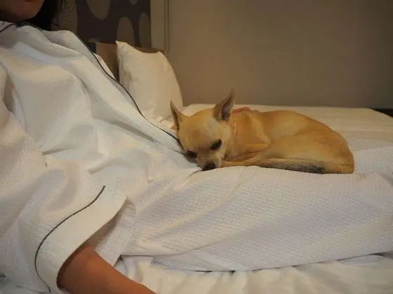 Tek Büyük Yataklı Oda, Sigara İçilmez (Dog friendly  for 1 dog, LateC/O noon)