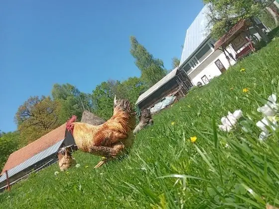 Oda, 1 Yatak Odası, Sıcak Su Havuzu