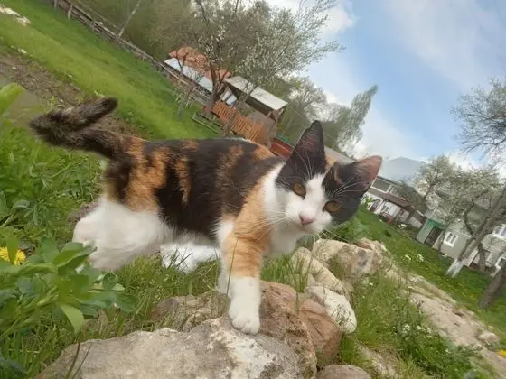 Oda, 1 Yatak Odası, Sıcak Su Havuzu