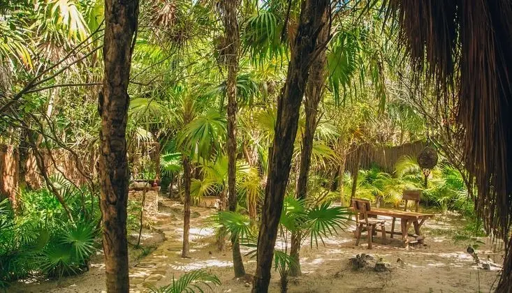 Jungle Mayan Suite
