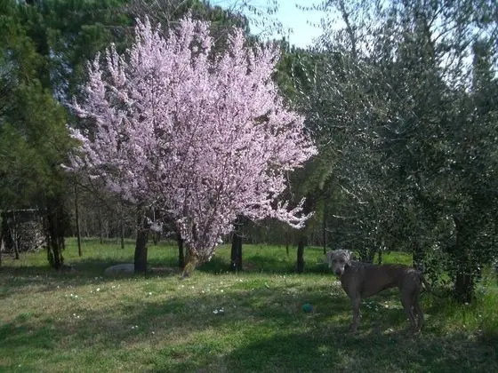 Ev, 2 Yatak Odası, Şömine