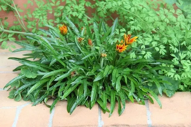 Ev, 2 Yatak Odası, Şömine