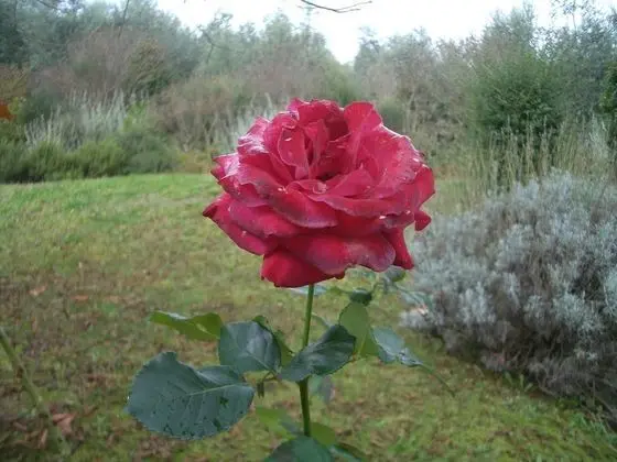 Ev, 2 Yatak Odası, Şömine